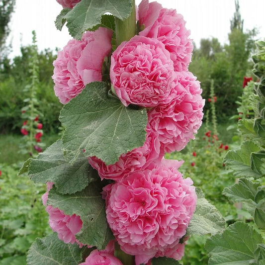 🌺Double Hollyhock Seeds – Fall & Winter Planting, Perennial Blooms & Stunning Garden Elegance🍂