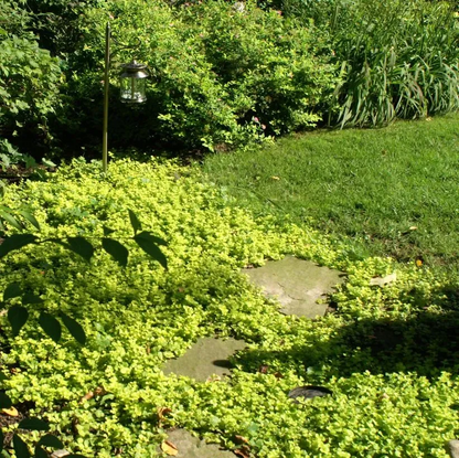 🌈Wonderful yellow-green ground cover plant ✨Golden leaf sedge