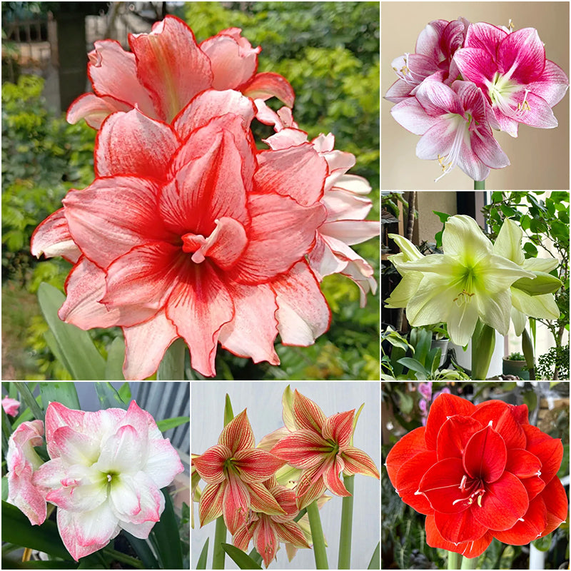 💥😍Rare double-petaled amaryllis bulbs