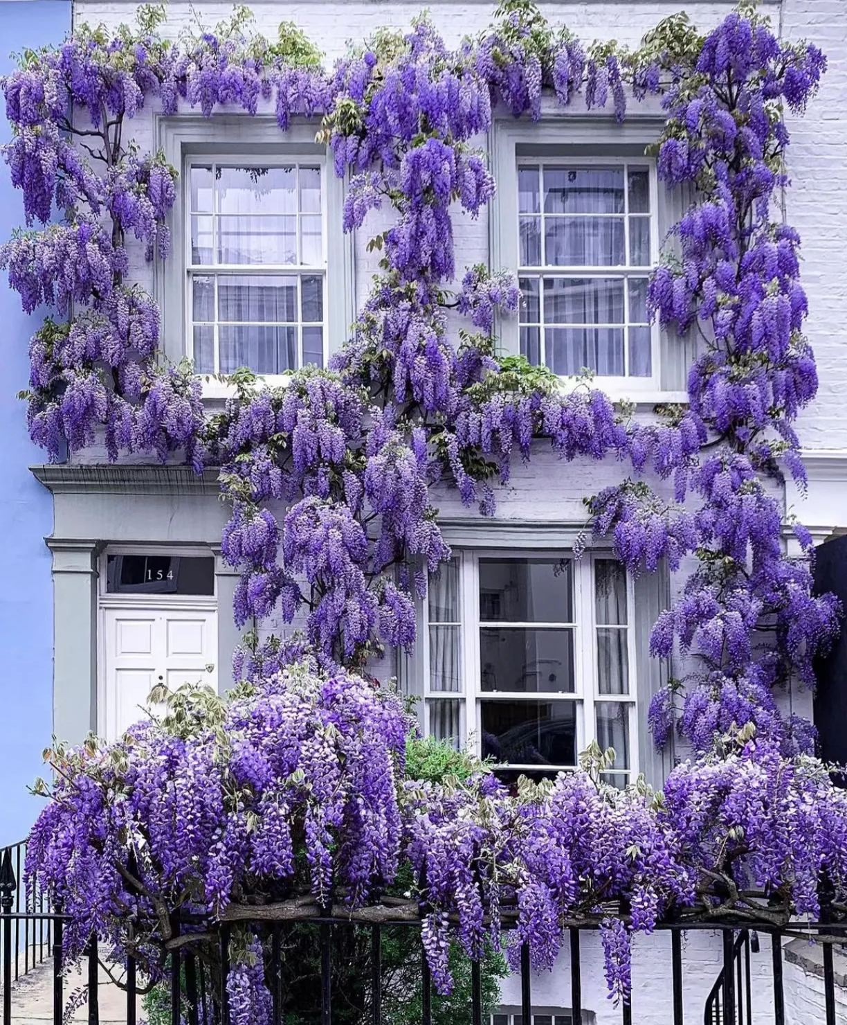 Wisteria Flower Seeds-Waterfall Flower