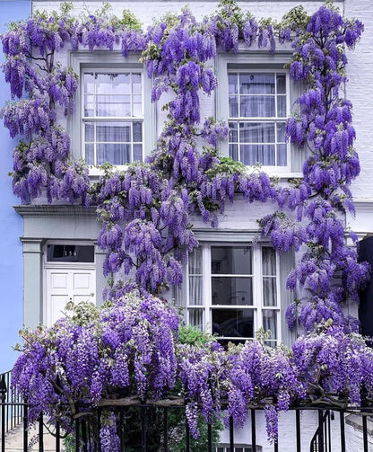 Wisteria Flower Seeds-Waterfall Flower