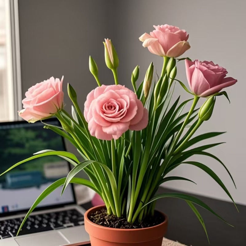 Potted rose bulbs🌹