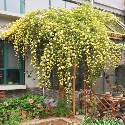 Yellow Banks Rose Seeds
