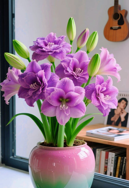 ✨Limited Offer 🌺 Double-Petaled Perfume Amaryllis Bulbs – Giant Blooms, Winter’s Flower ❄️