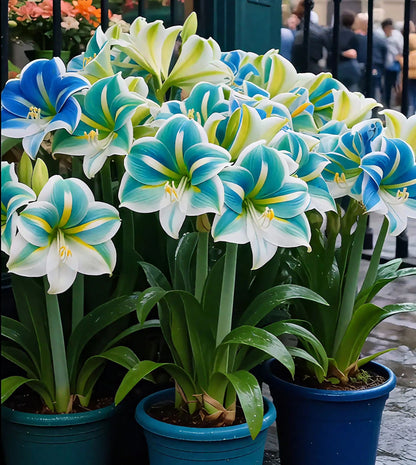 ✨Limited Offer 🌺 Double-Petaled Perfume Amaryllis Bulbs – Giant Blooms, Winter’s Flower ❄️