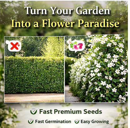 🔥Last Day 70% OFF🔥 FrostCharm Jasmine Seeds