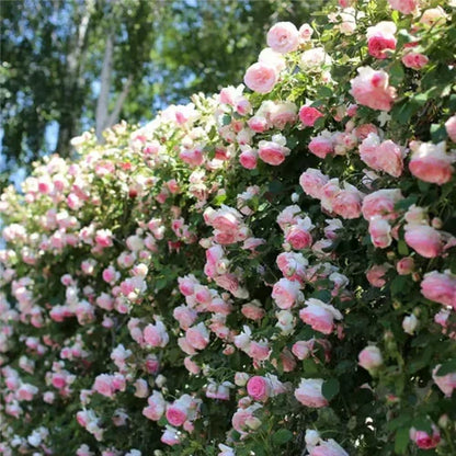 Climbing Rose Vine Seeds 🌹Amazing Growth & Beautiful Roses