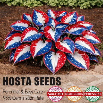 🎉America 250th Anniversary🌱Premium Rare Hosta Seeds🌿Shade-Tolerant Plant -
