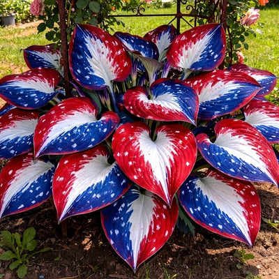 🎉America 250th Anniversary🌱Premium Rare Hosta Seeds🌿Shade-Tolerant Plant -