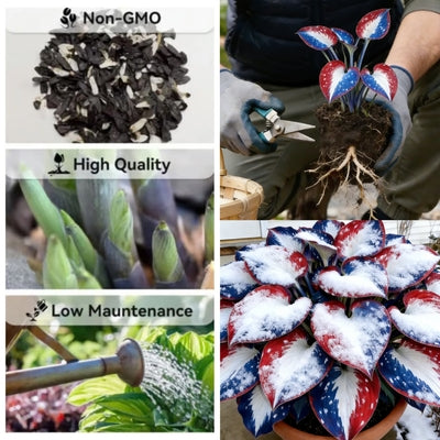 🎉America 250th Anniversary🌱Premium Rare Hosta Seeds🌿Shade-Tolerant Plant -