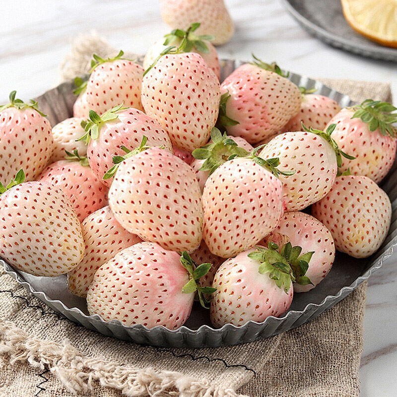 White Cream Strawberry Seeds – Sweet, Unique & Easy to Grow at Home