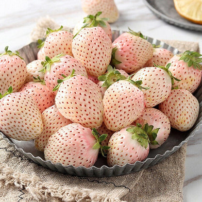 White Cream Strawberry Seeds – Sweet, Unique & Easy to Grow at Home