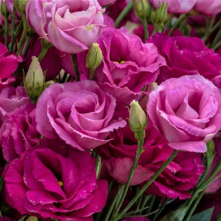 Lisianthus Seeds - Eustoma Thornless Rose