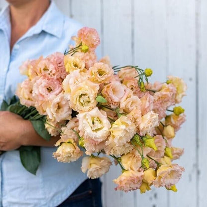 Lisianthus Seeds - Eustoma Thornless Rose