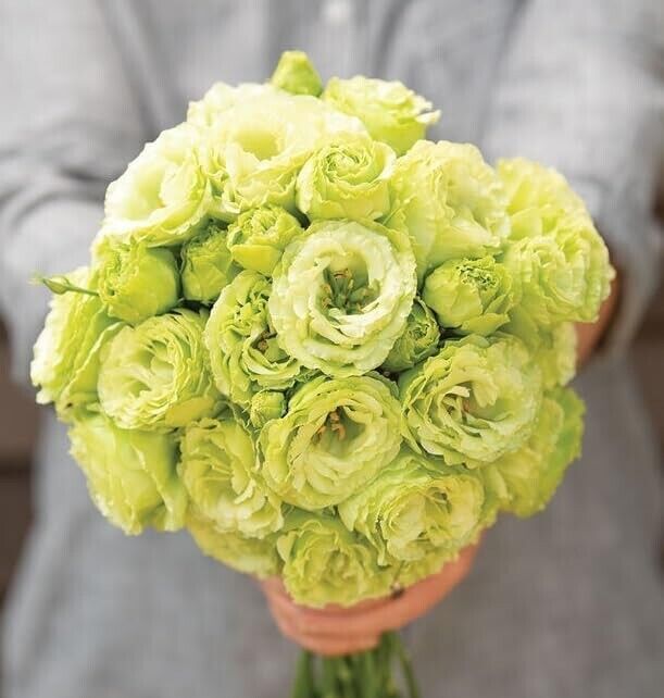 Lisianthus Seeds - Eustoma Thornless Rose