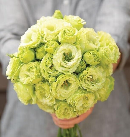 Lisianthus Seeds - Eustoma Thornless Rose
