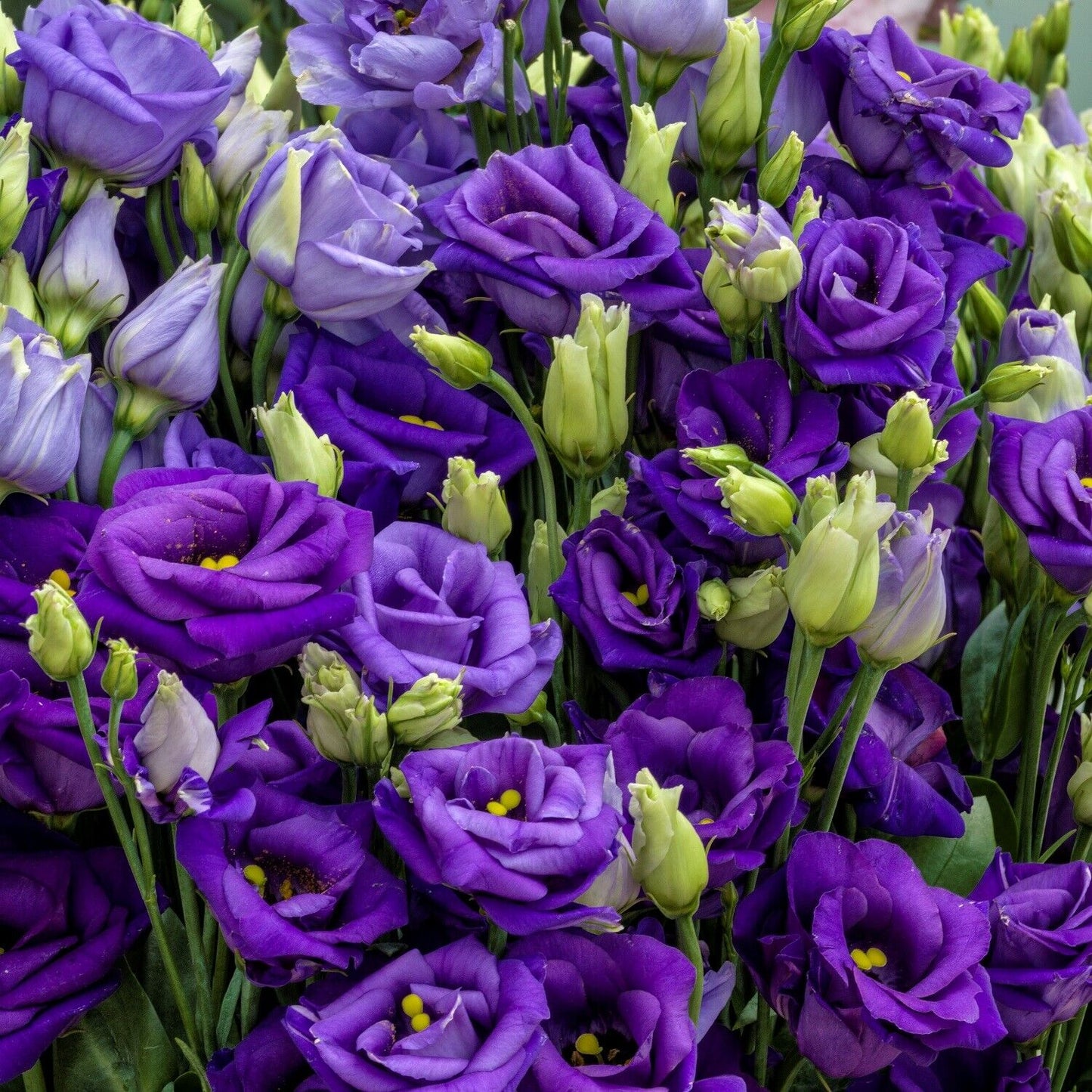 Lisianthus Seeds - Eustoma Thornless Rose