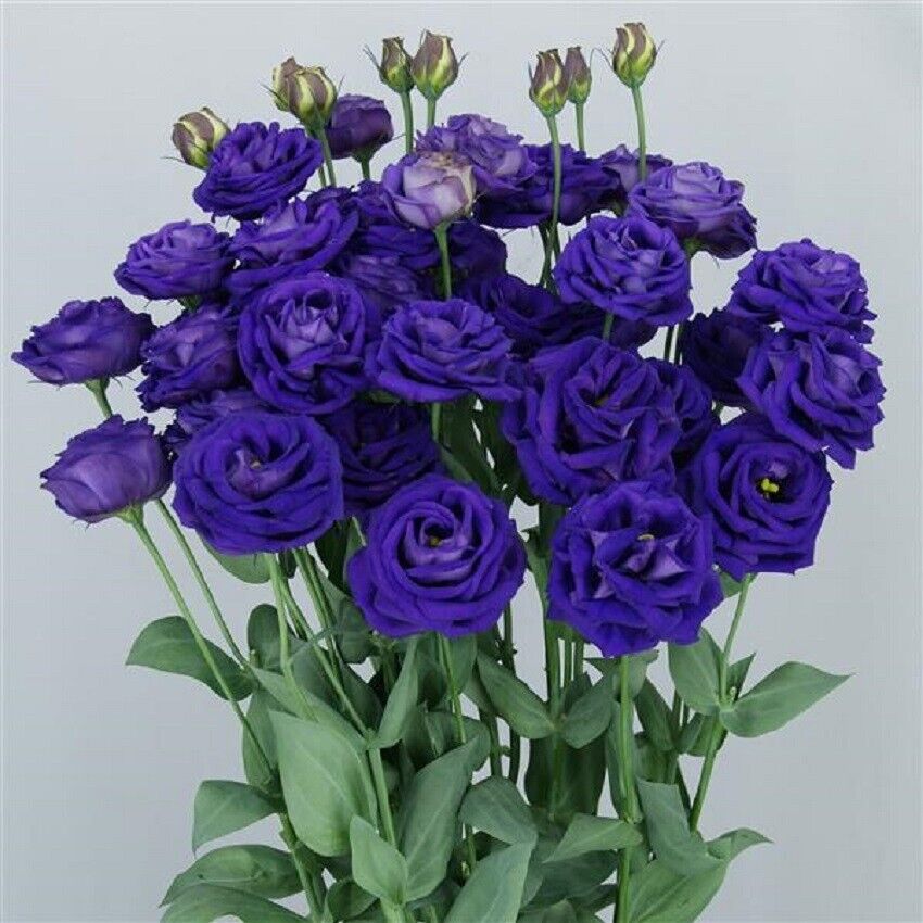 Lisianthus Seeds - Eustoma Thornless Rose