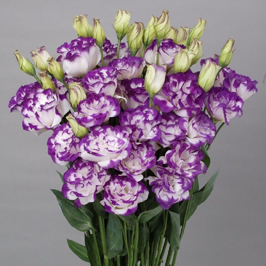Lisianthus Seeds - Eustoma Thornless Rose