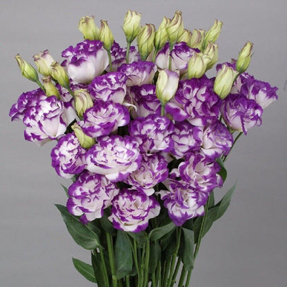 Lisianthus Seeds - Eustoma Thornless Rose