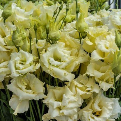 Lisianthus Seeds - Eustoma Thornless Rose