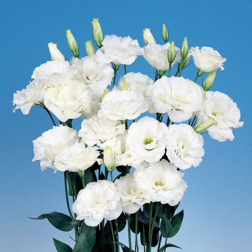 Lisianthus Seeds - Eustoma Thornless Rose