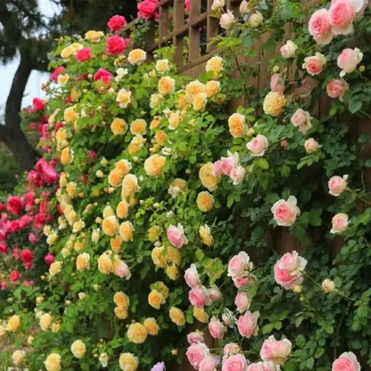 Climbing Rose Vine Seeds 🌹Amazing Growth & Beautiful Roses