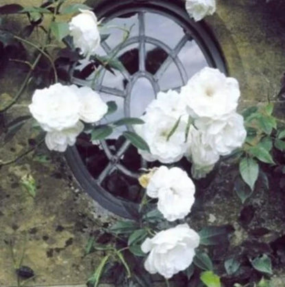 Climbing Rose Vine Seeds 🌹Amazing Growth & Beautiful Roses