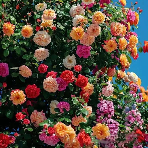 Climbing Rose Vine Seeds 🌹Amazing Growth & Beautiful Roses