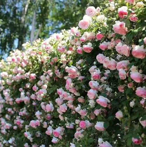 Climbing Rose Vine Seeds 🌹Amazing Growth & Beautiful Roses