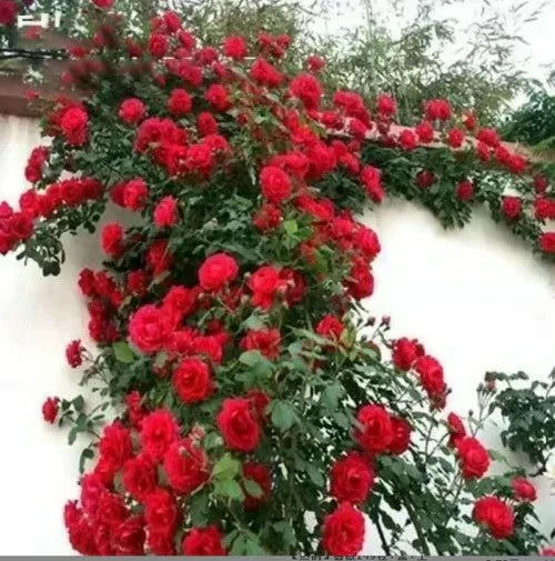 Climbing Rose Vine Seeds 🌹Amazing Growth & Beautiful Roses