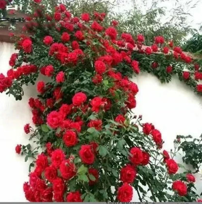Climbing Rose Vine Seeds 🌹Amazing Growth & Beautiful Roses